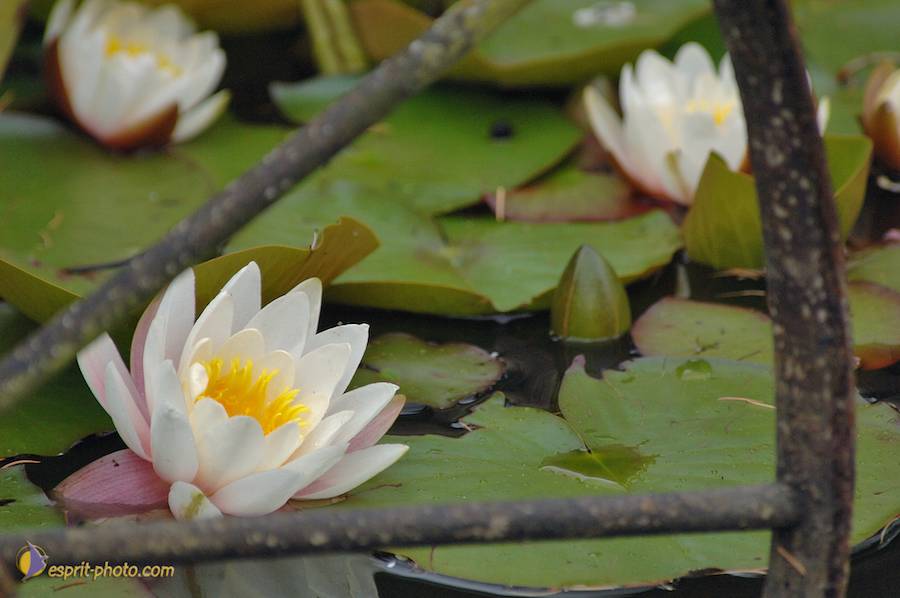 Nom de l'image : D2166630_1_(c)Norbert-JUNG — Description :  Champ de blÈ - animaux ‡ Philmain